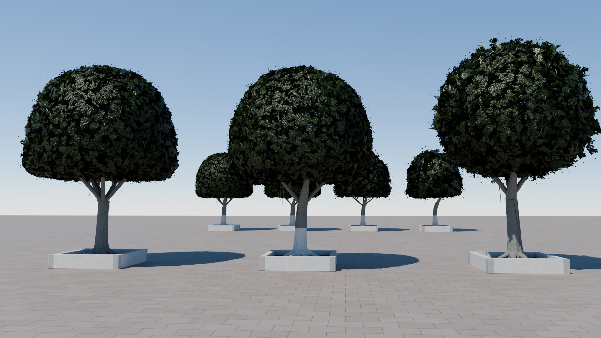 Rows of round-trimmed laurel trees on stone paving